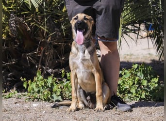 Junghund Bruno - hat viel Liebe zu geben ❗️