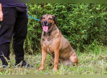 | Maria • Nelly • Gaia | ♦️ 3 von ~ 650 Hunden in der Cantinho da Milu ♦️