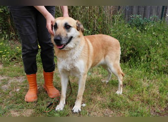 ♦️NELLY |–| KIKA ♦️ 2 von ~650 Hunden in der Cantinho da Milu