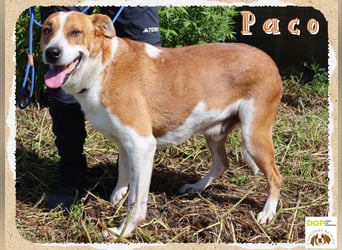 ✴️ PACO ✴️ hat viel Liebe zu geben !