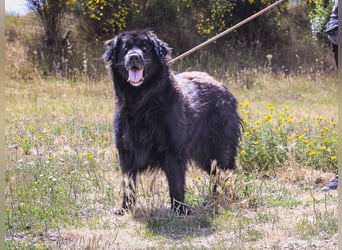 ♦️NELLY |–| KIKA ♦️ 2 von ~650 Hunden in der Cantinho da Milu