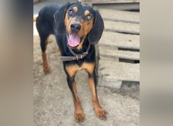 Nemo, geb. ca.  11/2024 lebt in GRIECHENLAND, auf einer privaten Pflegestelle