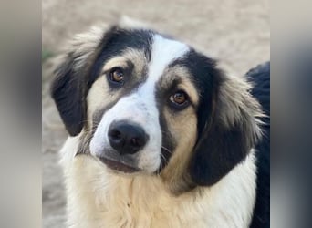 Rhydan, geb. ca. 09/2025, lebt in GRIECHENLAND, im städt. Tierheim Serres