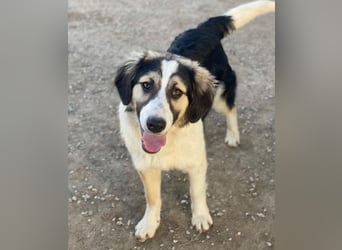 Rhydan, geb. ca. 09/2025, lebt in GRIECHENLAND, im städt. Tierheim Serres