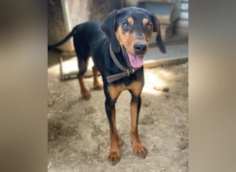 Nemo, geb. ca.  11/2024 lebt in GRIECHENLAND, auf einer privaten Pflegestelle