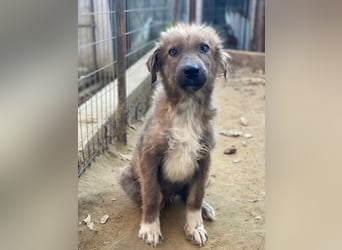 Franklyn, geb. ca. 06/2025, lebt in GRIECHENLAND, auf einer privaten Pflegestelle