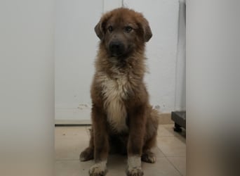 Franklyn, geb. ca. 06/2025, lebt in GRIECHENLAND, auf einer privaten Pflegestelle