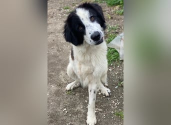 Räuber, geb. ca. 04/2025, lebt in GRIECHENLAND, auf einer privaten Pflegestelle