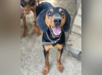 Nemo, geb. ca.  11/2024 lebt in GRIECHENLAND, auf einer privaten Pflegestelle