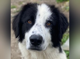 Räuber, geb. ca. 04/2025, lebt in GRIECHENLAND, auf einer privaten Pflegestelle