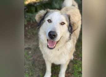 Winnie, geb. ca. 12/2023, lebt in GRIECHENLAND, auf einer privaten Pflegestelle