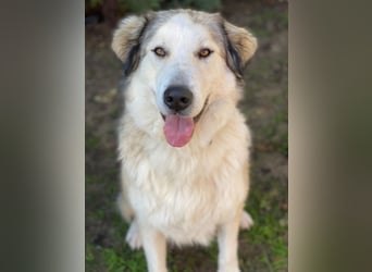 Winnie, geb. ca. 12/2023, lebt in GRIECHENLAND, auf einer privaten Pflegestelle