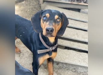 Nemo, geb. ca.  11/2024 lebt in GRIECHENLAND, auf einer privaten Pflegestelle