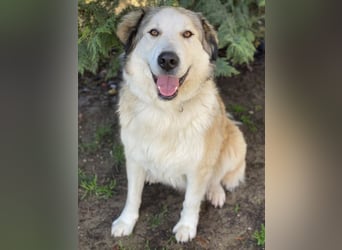 Winnie, geb. ca. 12/2023, lebt in GRIECHENLAND, auf einer privaten Pflegestelle