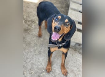 Nemo, geb. ca.  11/2024 lebt in GRIECHENLAND, auf einer privaten Pflegestelle