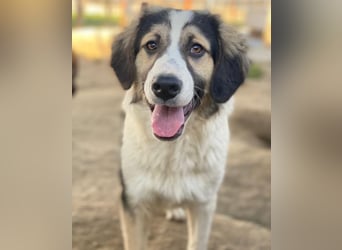 Rhydan, geb. ca. 09/2025, lebt in GRIECHENLAND, im städt. Tierheim Serres