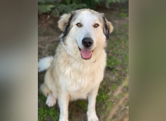 Winnie, geb. ca. 12/2023, lebt in GRIECHENLAND, auf einer privaten Pflegestelle