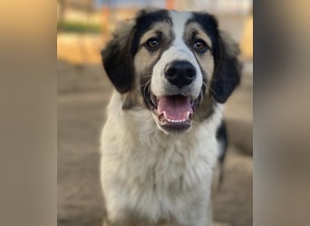 Rhydan, geb. ca. 09/2025, lebt in GRIECHENLAND, im städt. Tierheim Serres