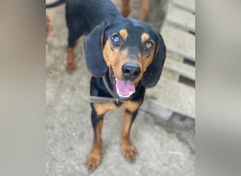 Nemo, geb. ca.  11/2024 lebt in GRIECHENLAND, auf einer privaten Pflegestelle