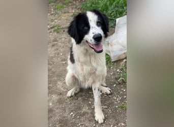 Räuber, geb. ca. 04/2025, lebt in GRIECHENLAND, auf einer privaten Pflegestelle