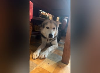 Mika - ein sanfter Entdecker sucht seine Menschen