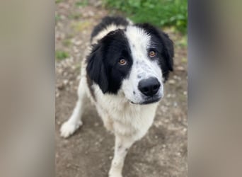 Räuber, geb. ca. 04/2025, lebt in GRIECHENLAND, auf einer privaten Pflegestelle