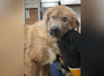 Franklyn, geb. ca. 06/2025, lebt in GRIECHENLAND, auf einer privaten Pflegestelle