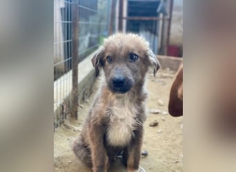 Franklyn, geb. ca. 06/2025, lebt in GRIECHENLAND, auf einer privaten Pflegestelle