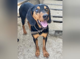 Nemo, geb. ca.  11/2024 lebt in GRIECHENLAND, auf einer privaten Pflegestelle