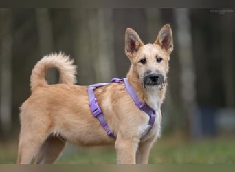 Freundlicher Fred sucht seine Familie