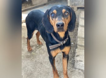 Nemo, geb. ca.  11/2024 lebt in GRIECHENLAND, auf einer privaten Pflegestelle