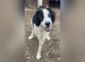 Räuber, geb. ca. 04/2025, lebt in GRIECHENLAND, auf einer privaten Pflegestelle