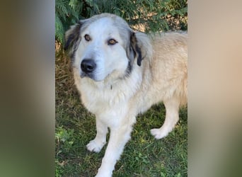 Winnie, geb. ca. 12/2023, lebt in GRIECHENLAND, auf einer privaten Pflegestelle