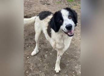 Räuber, geb. ca. 04/2025, lebt in GRIECHENLAND, auf einer privaten Pflegestelle