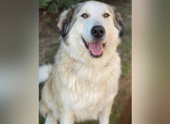 Winnie, geb. ca. 12/2023, lebt in GRIECHENLAND, auf einer privaten Pflegestelle