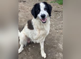 Räuber, geb. ca. 04/2025, lebt in GRIECHENLAND, auf einer privaten Pflegestelle