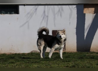 Mika - ein sanfter Entdecker sucht seine Menschen