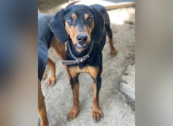 Nemo, geb. ca.  11/2024 lebt in GRIECHENLAND, auf einer privaten Pflegestelle