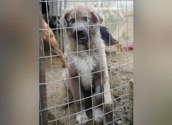 Franklyn, geb. ca. 06/2025, lebt in GRIECHENLAND, auf einer privaten Pflegestelle