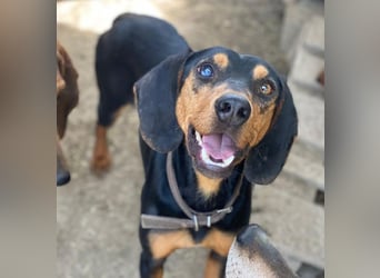 Nemo, geb. ca.  11/2024 lebt in GRIECHENLAND, auf einer privaten Pflegestelle