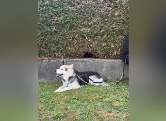 Mika - ein sanfter Entdecker sucht seine Menschen