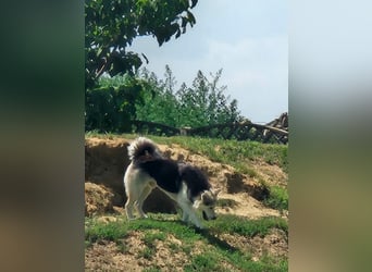 Mika - ein sanfter Entdecker sucht seine Menschen