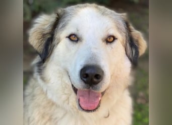 Winnie, geb. ca. 12/2023, lebt in GRIECHENLAND, auf einer privaten Pflegestelle