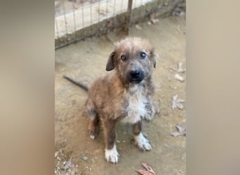 Franklyn, geb. ca. 06/2025, lebt in GRIECHENLAND, auf einer privaten Pflegestelle