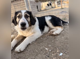 Rhydan, geb. ca. 09/2025, lebt in GRIECHENLAND, im städt. Tierheim Serres