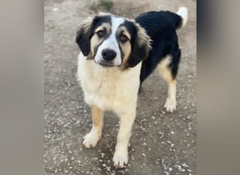 Rhydan, geb. ca. 09/2025, lebt in GRIECHENLAND, im städt. Tierheim Serres