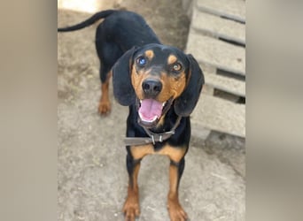 Nemo, geb. ca.  11/2024 lebt in GRIECHENLAND, auf einer privaten Pflegestelle