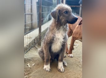 Franklyn, geb. ca. 06/2025, lebt in GRIECHENLAND, auf einer privaten Pflegestelle