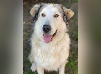 Winnie, geb. ca. 12/2023, lebt in GRIECHENLAND, auf einer privaten Pflegestelle