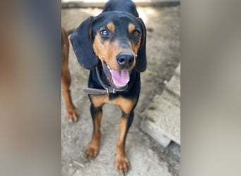 Nemo, geb. ca.  11/2024 lebt in GRIECHENLAND, auf einer privaten Pflegestelle